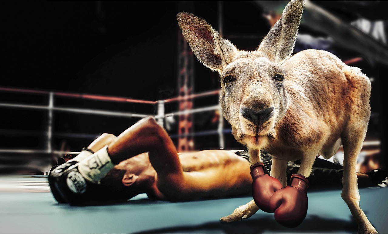 Boxing champion